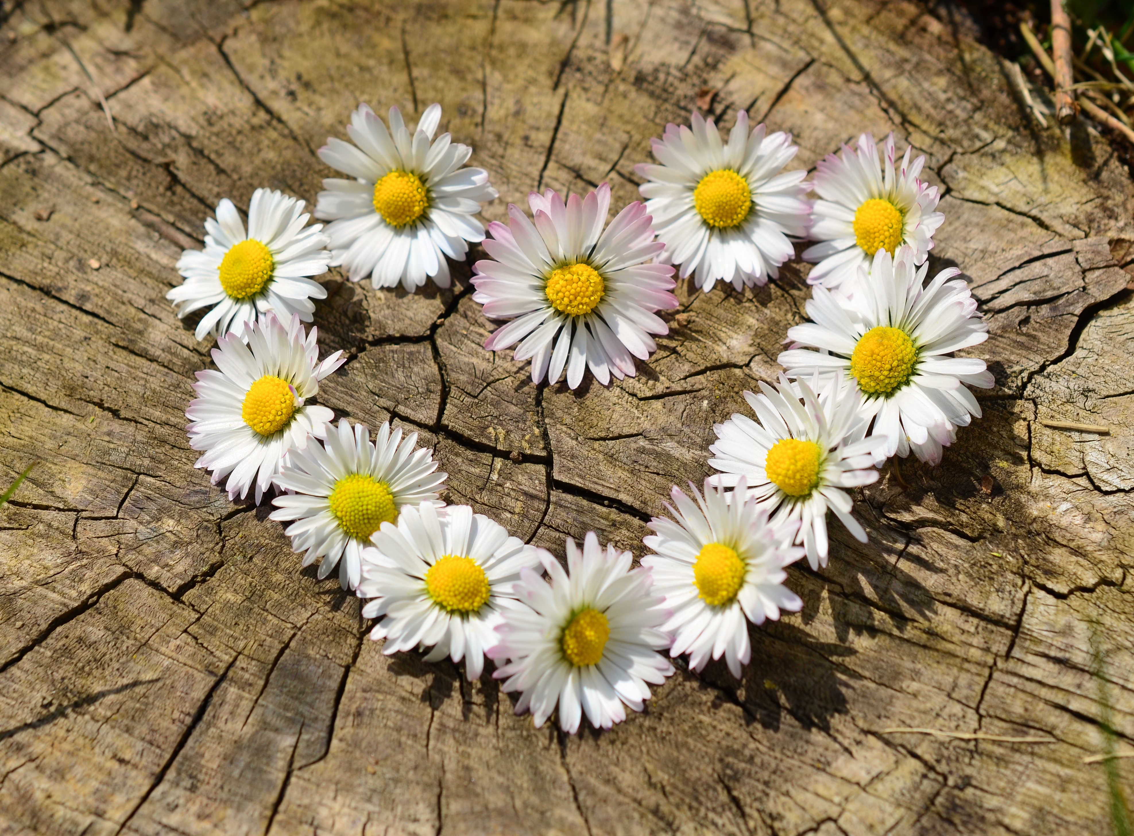 daisy-heart-flowers-flower-heart-pixabay-pexels
